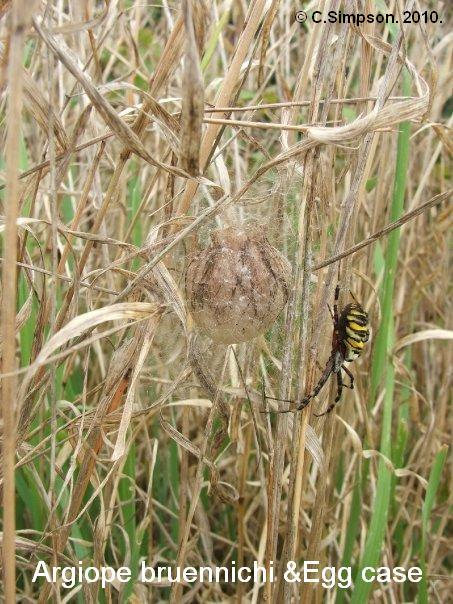 Argiope bruennichi with egg case. Copyright: Colin Simpson