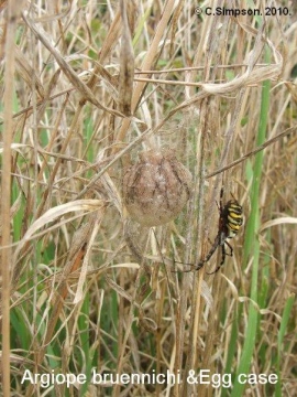 Argiope bruennichi with egg case. Copyright: Colin Simpson