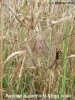 Argiope bruennichi with egg case.