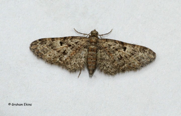 Oak Tree Pug Eupithecia dodoneata Copyright: Graham Ekins