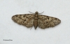 Oak Tree Pug Eupithecia dodoneata Copyright: Graham Ekins