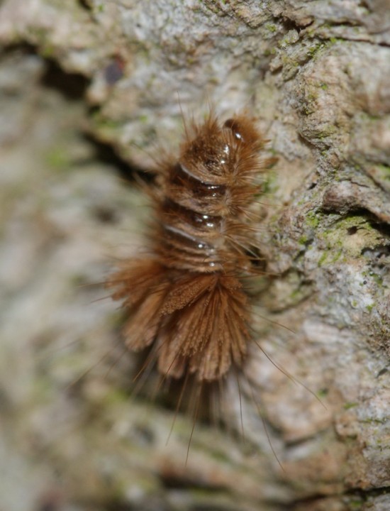 Ctesias serra larvae Copyright: Robert Smith