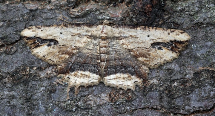 Waved Umber  Menophra abruptaria Copyright: Graham Ekins