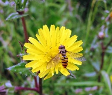 Episyrphus balteatus - July 2011 Copyright: Graham Smith