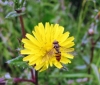 Episyrphus balteatus - July 2011 