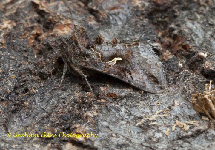 Silver Y Autographa gamma Copyright: Graham Ekins