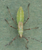 Metatropis rufescens nymph Copyright: Yvonne Couch