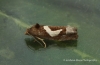 Epiblema foenella  5 Copyright: Graham Ekins