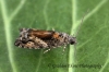 Epinotia nisella 3 Copyright: Graham Ekins