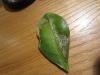 Phyllocnistis citrella 