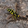 Xanthogramma pedissequum 5 Copyright: Graham Ekins