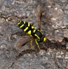 Xanthogramma pedissequum 5