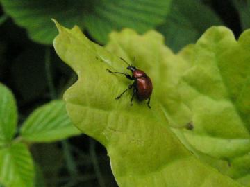 Attelabus nitens