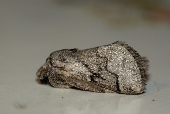 Pale Eggar Copyright: Ben Sale