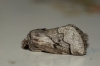 Pale Eggar