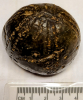 Echinocorys scutata 4 