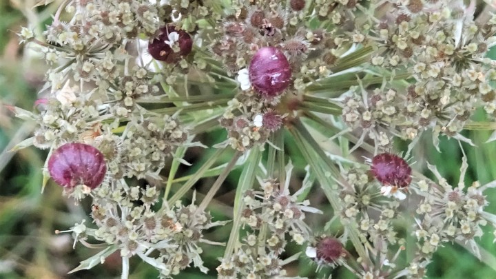 Wild Carrot gall Copyright: Raymond Small