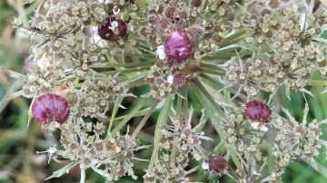 Wild Carrot gall Copyright: Raymond Small