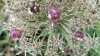 Wild Carrot gall Copyright: Raymond Small