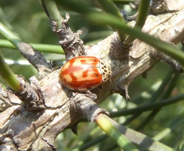 Harmonia quadripunctata 01 Copyright: Yvonne Couch