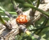 Harmonia quadripunctata 01 Copyright: Yvonne Couch