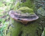 Plum Porecrust Phellinus tuberculosus Copyright: G.Smith