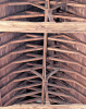 Wendens Ambo Church Timber Ceiling 7 August 2022 