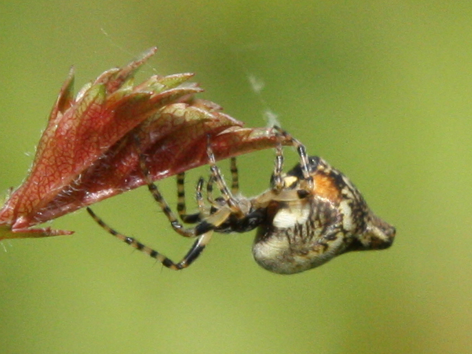 Cyclosa conica Copyright: Colin Humphrey