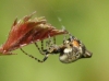 Cyclosa conica Copyright: Colin Humphrey