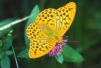 Argynnis paphia Copyright: Peter Harvey