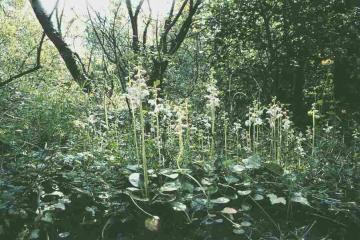 Round-leaved Wintergreen Copyright: Peter Harvey