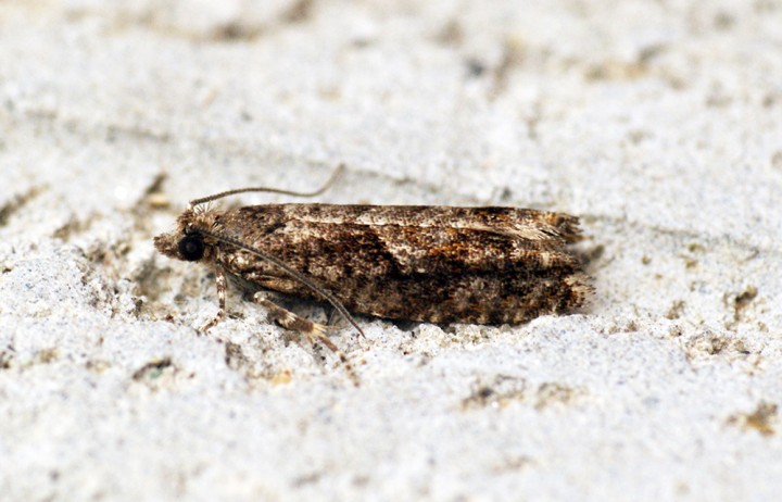 Epinotia immundana Copyright: Ben Sale