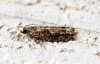 Epinotia immundana Copyright: Ben Sale