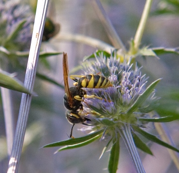 Philanthus triangulum 3 Copyright: Graham Ekins