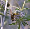 Philanthus triangulum 3 Copyright: Graham Ekins