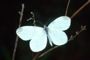 Leptidea sinapis Copyright: Peter Harvey