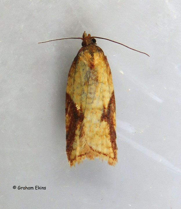 Acleris aspersana 3 Copyright: Graham Ekins