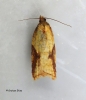 Acleris aspersana 3 Copyright: Graham Ekins