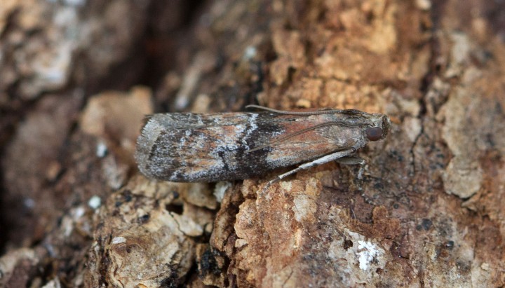 Rhodophaea formosa  3 Copyright: Graham Ekins