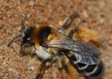 Dasypoda hirtipes 2 Copyright: Robert Smith