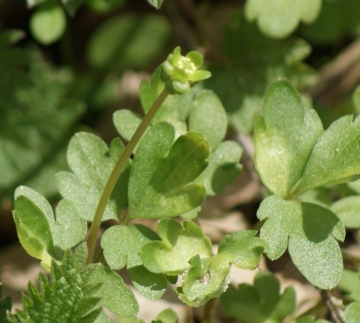 Jermaines Wood - Moschatel Copyright: Robert Smith