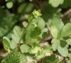 Jermaines Wood - Moschatel 