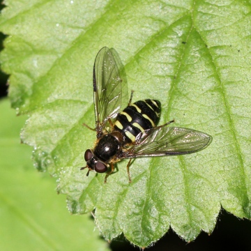 Dasysyrphus venustus Copyright: Geoff Vowles