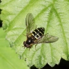 Dasysyrphus venustus Copyright: Geoff Vowles