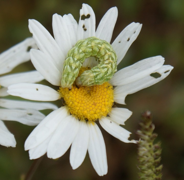 Chamomile Shark larva Copyright: Robert Smith