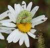 Chamomile Shark larva