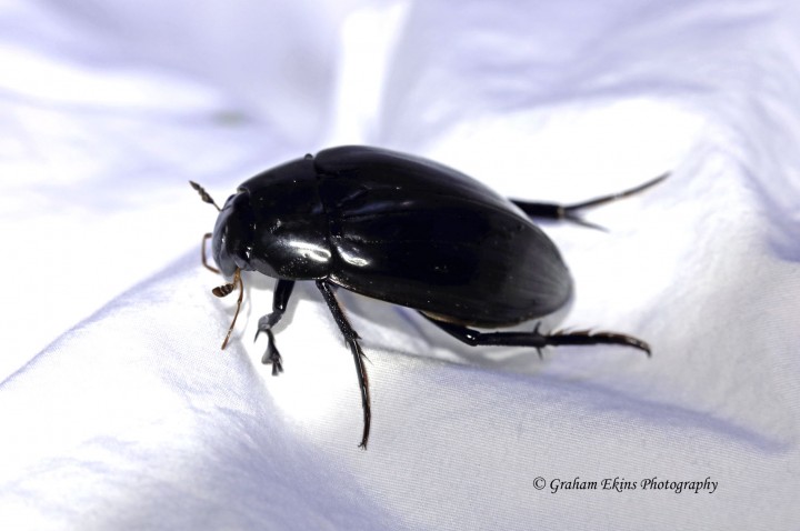 Hydrophilus piceus  (Great Silver Water Beetle) 2 Copyright: Graham Ekins