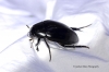 Hydrophilus piceus  (Great Silver Water Beetle) 2 