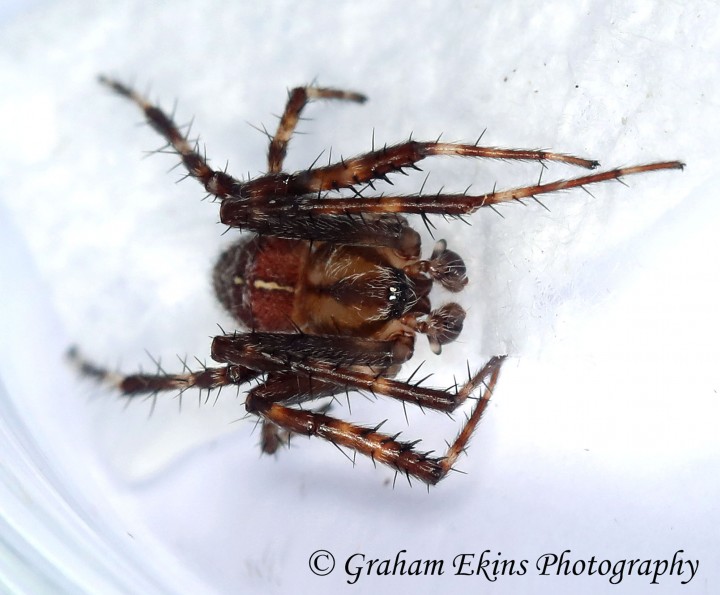 Araneus diadematus 4 Copyright: Graham Ekins