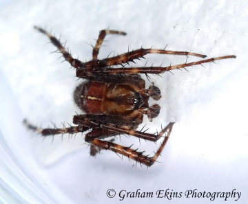 Araneus diadematus 4 Copyright: Graham Ekins